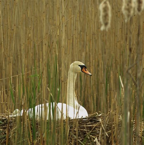 Up to something | Swan breeding, Langbroek. Utrecht, Netherl… | Flickr