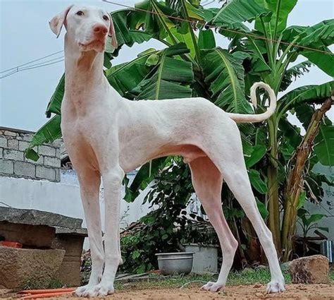 Dog Breed: Rajapalayam – Wagr Petcare