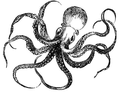Octopus art clipart – Clipartix