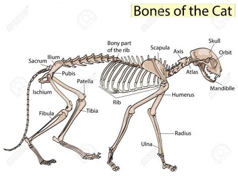 Cat Skeleton Diagram | Cat skeleton, Dog anatomy, Cats