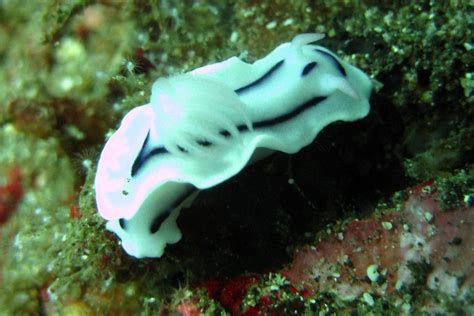 The Lochi Nudibranch - Whats That Fish!