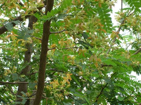 Tamarindus indica (Tamarind Tree) - Richard Lyons Nursery, Inc.