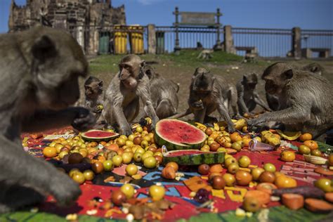 Primate banquet: Lopburi Monkey Festival celebrates reopening | Daily Sabah