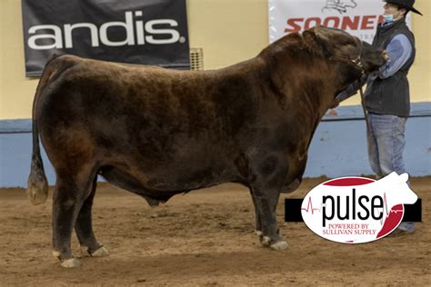 Cattlemen’s Congress | Open Red Angus Bulls | The Pulse