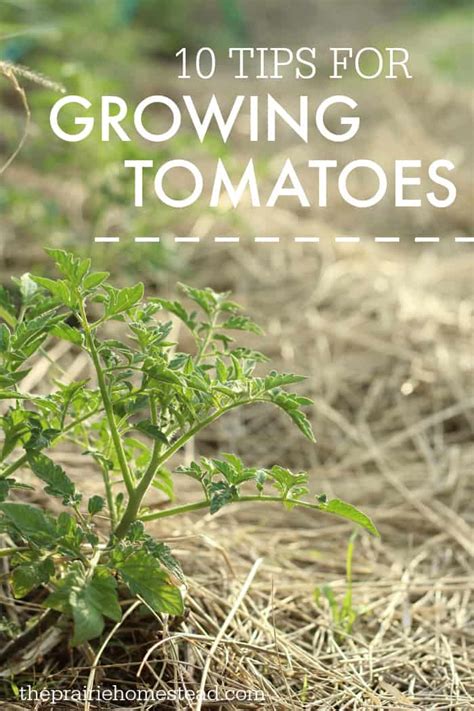 Growing Tomatoes: 10 Tips | The Prairie Homestead