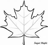 Sugar Maple Leaf Picture Coloring Page  Kids Play Color sketch template