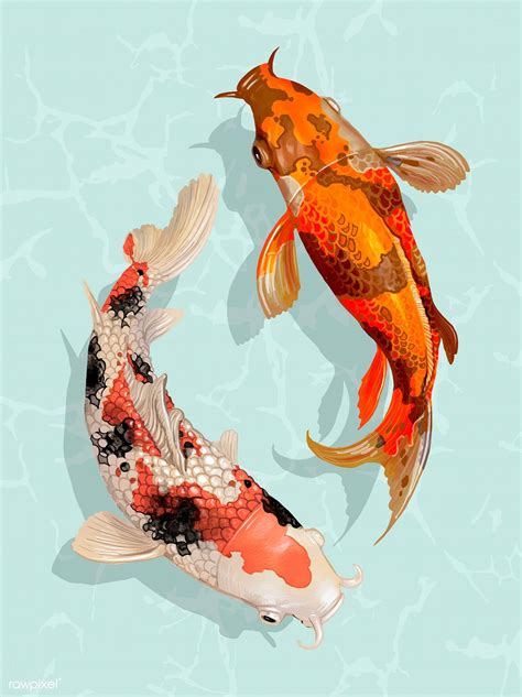 Two Japanese Koi fish swimming | free image by rawpixel.com | Рыбные иллюстрации, Японская рыба ...