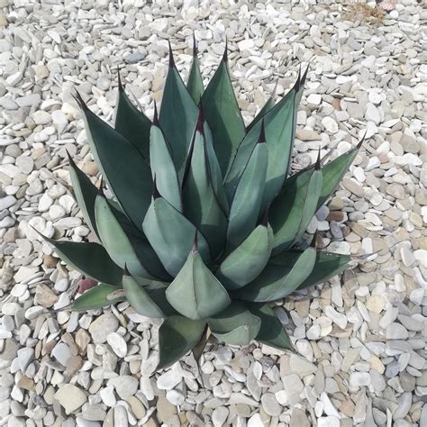 Agave nigra - Giromagi Cactus and Succulents