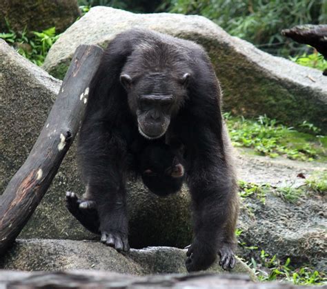 Mother And Baby Chimpanzee Free Stock Photo - Public Domain Pictures