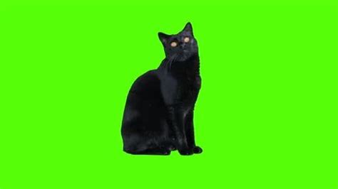 a black cat sitting on top of a green screen