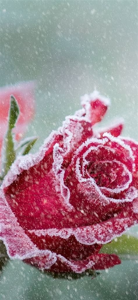 Wallpaper Red roses, frost, snowy 3840x2160 UHD 4K Picture, Image