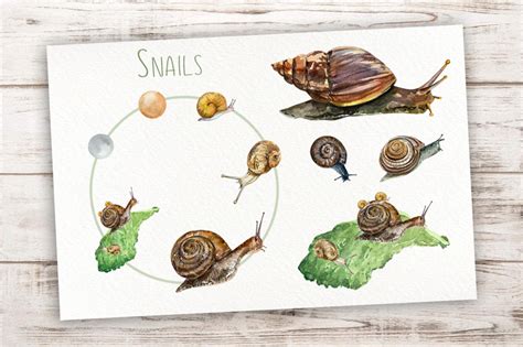 Snails Life Cycle Clip Arts and Print Graphic by tatibordiu · Creative Fabrica