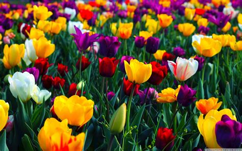 Spring Wallpapers HD download free
