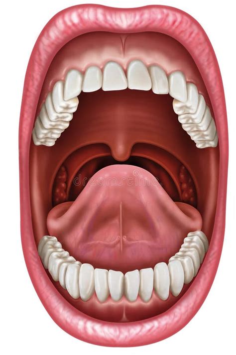 Anatomy mouth stock illustration. Illustration of bone - 27186362