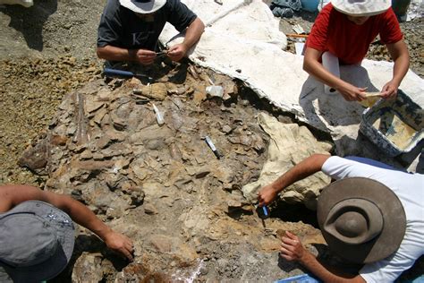 How are fossils found and excavated? - The Australian Museum