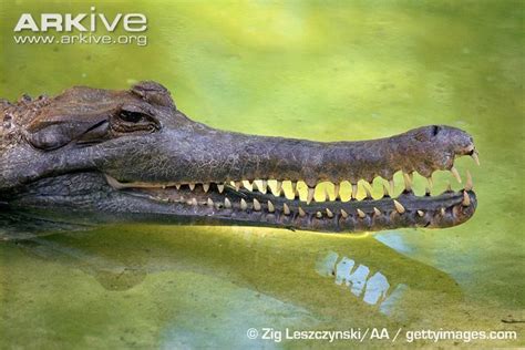 False gharial - Alchetron, The Free Social Encyclopedia