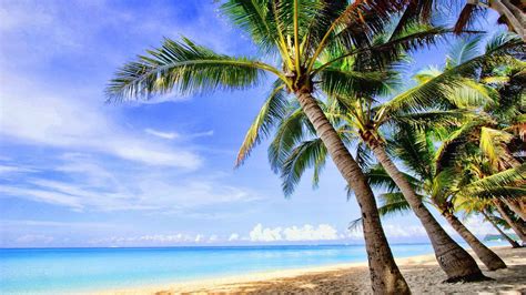 🔥 [40+] Tropical Palm Tree Wallpapers | WallpaperSafari