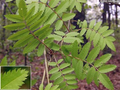 Sorbus aucuparia (European Mountain-ash): Minnesota Wildflowers