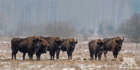 Wallpaper : animal, mammal, Europe, european, bison, wisent, wild, wildlife, winter, nature ...