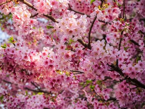 Sakura Magic in the Nilgiris | Wild Cherry Blossom | The Pollachi Papyrus