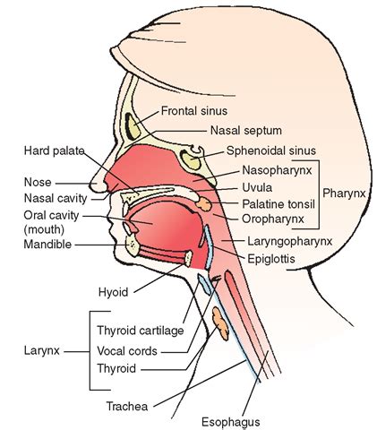 The Respiratory System (Structure and Function) (Nursing) Part 1