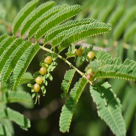 Buy Kikar (Acacia, Babool tree) Online at Plants Universe | Best Plants at Lowest Price in Pakistan