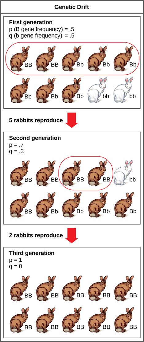 Genetic Drift- Definition, Types, Examples