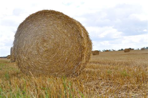 Hay bales 12 Free Photo Download | FreeImages