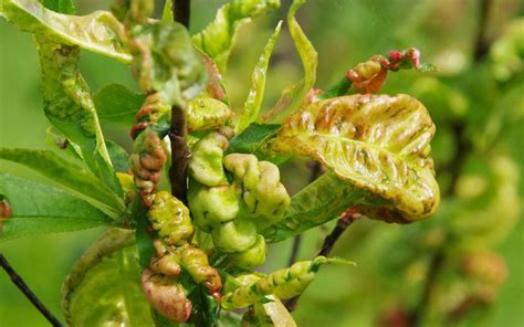 Severe case of leaf curl on peach leaves | Tree buds, Permaculture ...