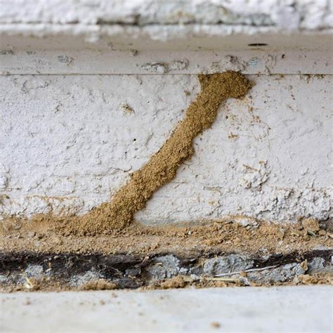 How to Get Rid of Termites — The Family Handyman
