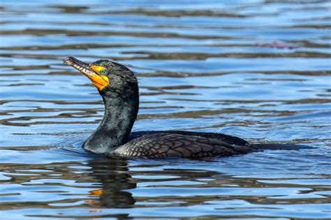 A Federal Bird Kill in the Columbia River Did Nothing to Save Salmon | Columbia river, Birds ...