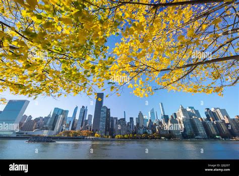 Autumn sunlight illuminates the rows of autumnal leaf color trees in Franklin D. Roosevelt Four ...