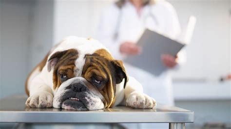 Hypoglycemia in dogs: A vet's guide | PetsRadar