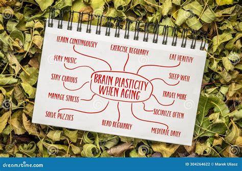 Taking Adventage of Brain Plasticity when Aging - Infographics or Mind ...