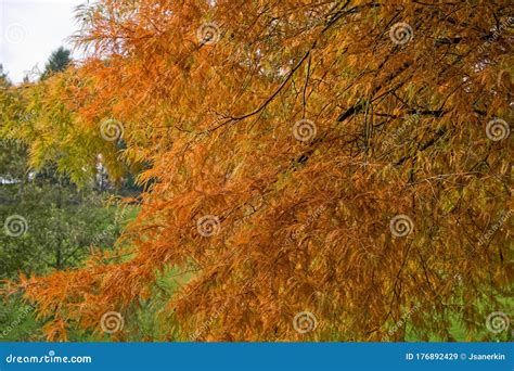 Red Leaves and Autumn Colours Bodenham Arboretum Worcestershire Stock ...