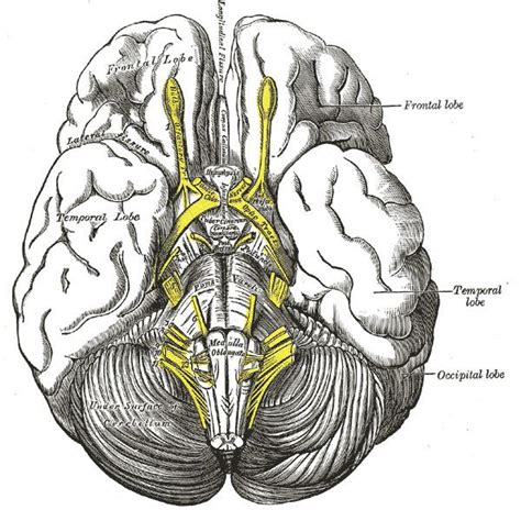 Interpeduncular fossa - Alchetron, The Free Social Encyclopedia