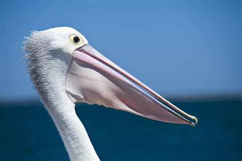 Free Images : beach, sea, nature, outdoor, bird, wing, white, shore, pelican, seabird, flying ...