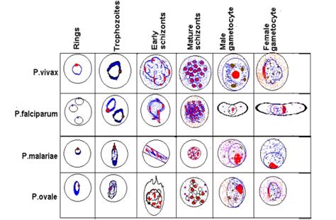 Malaria Morphology