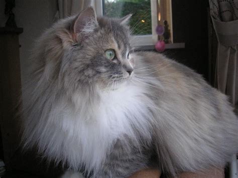 Ragamuffin Cat Info, Personality, Kittens, Pictures