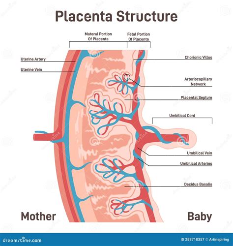 Placenta Anatomy. Human Fetus Oxygen and Nutrients Supplying Stock Vector - Illustration of ...