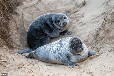 Norfolk's seal pup population hits a record high at almost 4,000 - Big ...