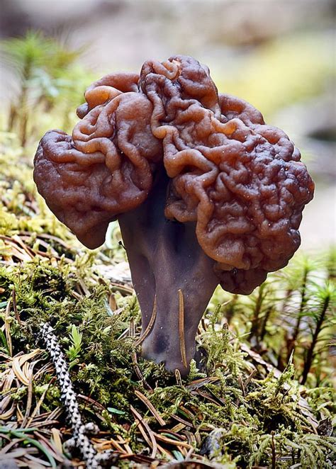 False Morel | False morel, Mushroom fungi, Stuffed mushrooms