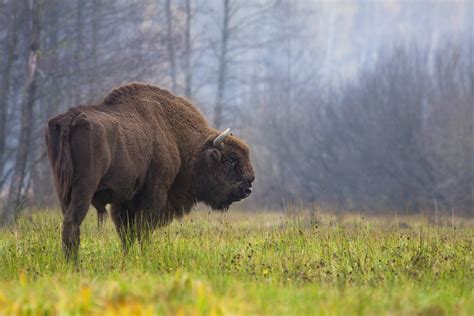 Mysterious Bison Hybrid Revealed from Ancient DNA and Cave Paintings ...