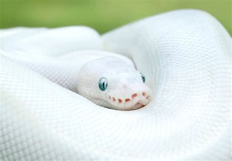 Blue Eyed Leucistic Ball Python Care Sheet and Facts - AZ Reptiles