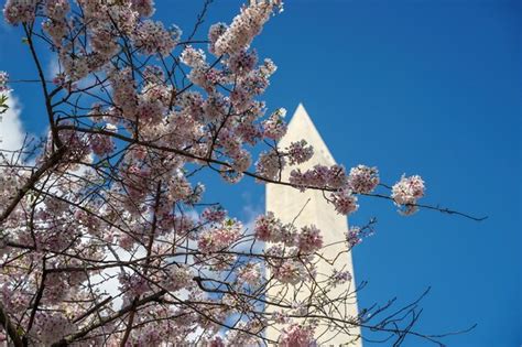 Premium Photo | Cherry blossom in washington dc monument