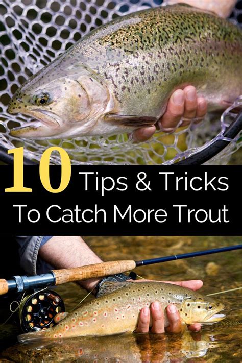 Trout Fishing Tips & Tricks for Catching Trout | Trout fishing tips ...