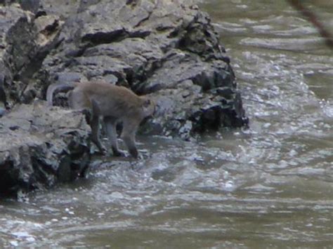 Cynomolgus macaque | Macaques