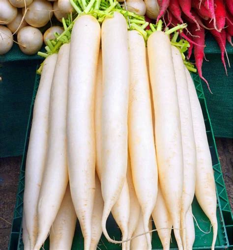 White Radish: Health Benefits and Nutrition Facts – Healthy Day