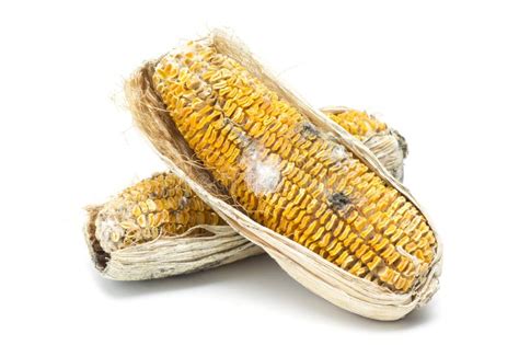 Moldy corn stock photo. Image of wither, background, life - 39944068