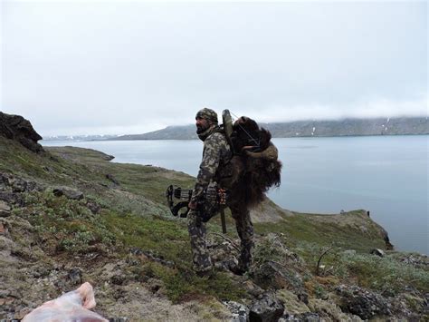 Musk ox hunting